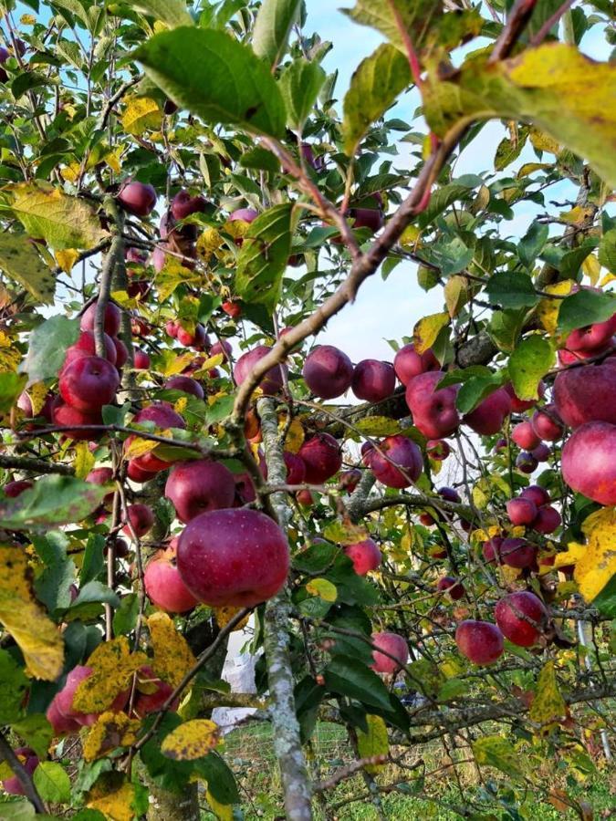 Schoenauerhof- Urlaub Im Gruenen Aber Doch In Der Stadt Passau Dış mekan fotoğraf